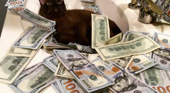 Стабилизаторы Quant изменение цен!